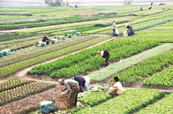 Đất nông nghiệp