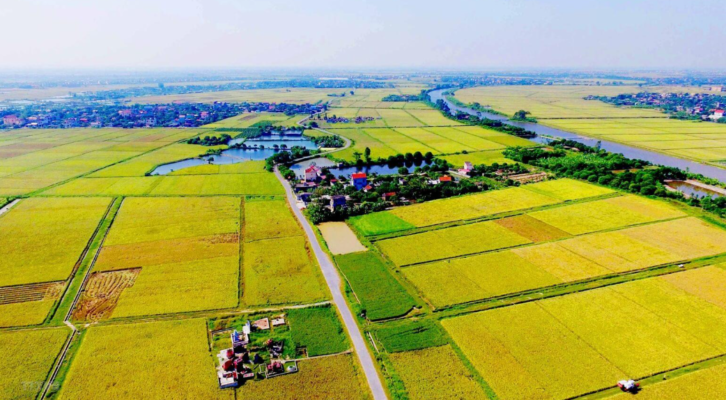 Đất trồng lúa