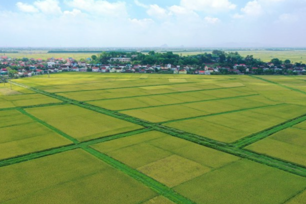 Mua đất trồng lúa