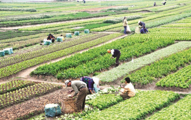Mua đất trồng lúa