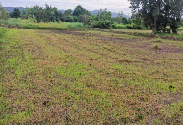 Đất CLN 