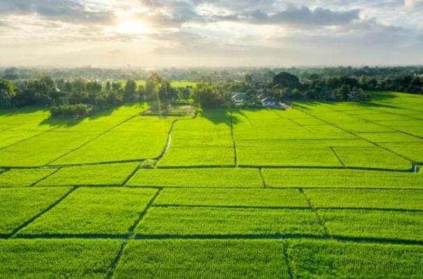 Sang tên Sổ đỏ đất trồng lúa