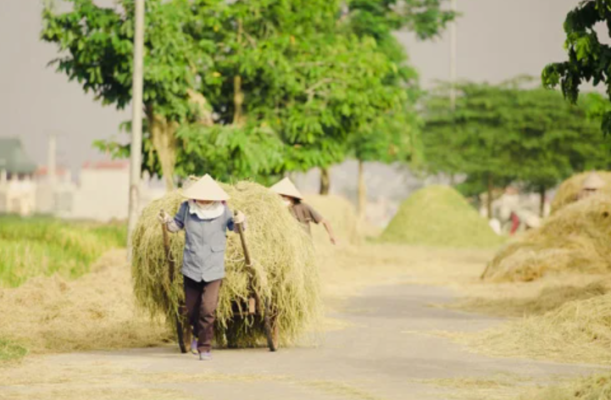 Phơi rơm rạ trên đường sắt